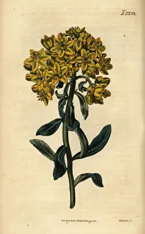 Rue, Ruta linifolia