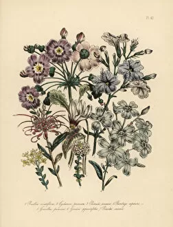 Crimson Collection: Ruellia, cyclamen, primrose and leadwort species