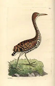 Heron Prints: Rufescent tiger-heron, Tigrisoma lineatum
