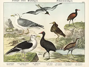 Naturgeschichte Des Tierreichs Prints: Ruff, moorhen, rail, jacana, etc