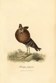Ruff, Philomachus pugnax
