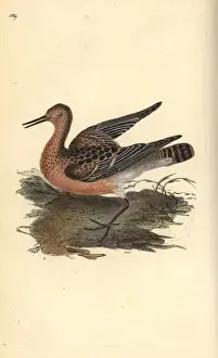 Ruff, Philomachus pugnax, female
