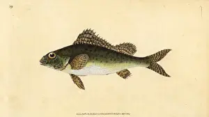 Donovan Prints: Ruffe, Gymnocephalus cernua