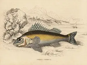 Cernua Prints: Ruffe, Gymnocephalus cernuus