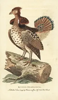 Ruffed grouse, Bonasa umbellus