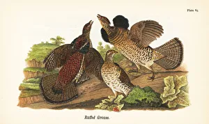 Sandpiper Prints: Ruffed grouse, Bonasa umbellus
