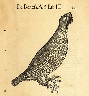 Ruffed grouse, Bonasa umbellus
