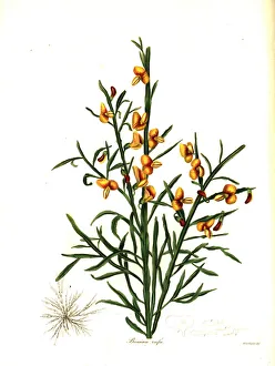 Maund Collection: Rufous bossiaea, Bossiaea rufa
