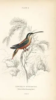 Hummingbirds Prints: Rufous-breasted hermit, Glaucis hirsutus