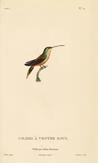 Rufous-breasted hermit, Glaucis hirsutus (Trochilus