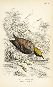 Flycatchers Prints: Rufous-crowned tody-flycatcher, Poecilotriccus ruficeps