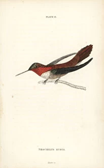 Trochilus Collection: Rufous hummingbird, Selasphorus rufus