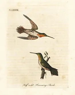 Rufous hummingbird, Selasphorus rufus