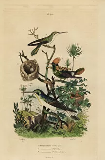 Amazilia Gallery: Rufous tailed hummingbird, tufted coquette