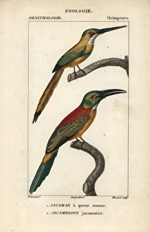 Rufous-tailed jacamar, Galbula ruficauda Rufous-tailed jacamar, Galbula ruficauda