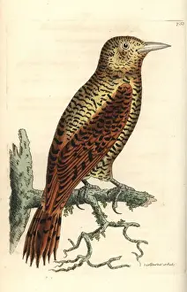 Thenaturalistsmiscellany Prints: Rufous woodpecker, Micropternus brachyurus