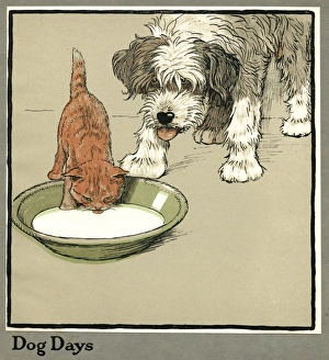 Rufus Gallery: Rufus the cat drinks from a bowl, watched by a dog