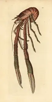 Rugosa Prints: Rugose squat lobster or plated lobster, Munida rugosa