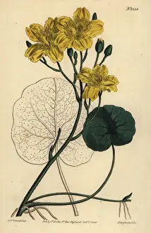 Buck Prints: Running buck bean, Menyanthes sarmentosa