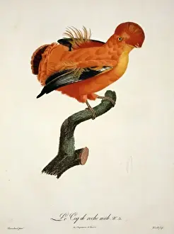 Erect Prints: Rupicola rupicola, Guianan cock-of-the-rock