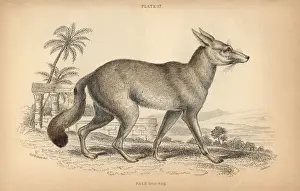 Jardine Prints: Ruppells fox, Vulpes rueppellii
