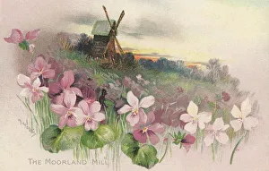 Rural Scene