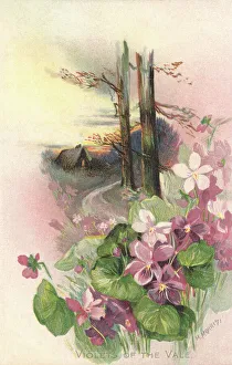 Rural Scene