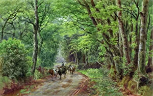 Shady Collection: Rural scene with cattle, Hindhead, Surrey