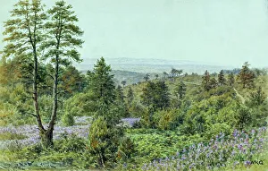 Rural scene, Hindhead, Surrey