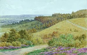 Rural scene, Hindhead, Surrey