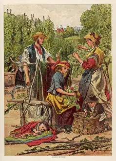 Rural Scene - Hops