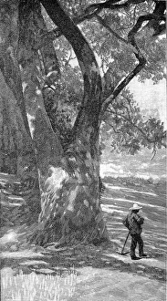 Images Dated 9th November 2004: Rural Scene, Southern California, 1888