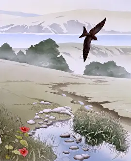 Swooping Prints: Rural scene with swallow and stream