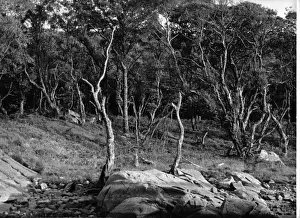 Rural scene with trees and rocks