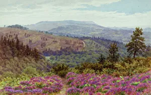 Rural scenery, Hindhead, Surrey