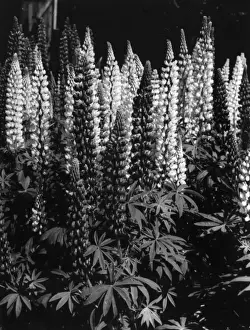 Experimented Prints: Russell Lupins