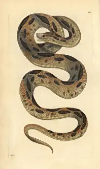 Viper Prints: Russels viper, Daboia russelii Endangered