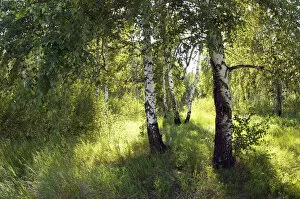 Images Dated 21st June 2008: Russia - a compact woods kolok ( kolki for plural)