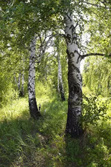 Birch Gallery: Russia - a compact woods kolok ( kolki for plural)