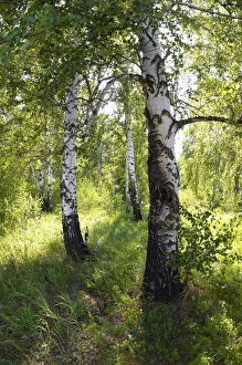 Images Dated 21st June 2008: Russia - a compact woods kolok ( kolki for plural)