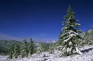Woodlands Prints: Russia - Fir Trees and Spruces after a snowfall