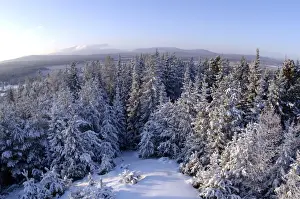 Woodlands Prints: Russia; midwinter, December. The view is towards