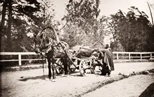 Ponies Prints: Russia - Russian horse drawn wagon carrying timber