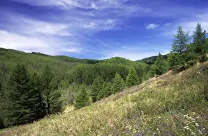 Woodlands Prints: Russia - small grassy clearings on slopes of Sengilen