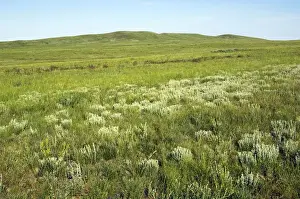 Grasslands Prints: Russia - steppe in early summer