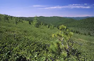 Plateau Prints: Russia - tundra and semi-tundra on a mountain plateau