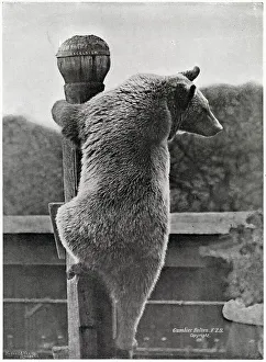 Societys Prints: Russian Bear - Climbing his Pole