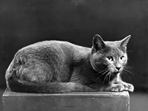 Outstanding Gallery: RUSSIAN BLUE CAT