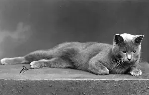 Reclines Prints: RUSSIAN BLUE LYING DOWN