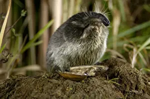Desman Prints: Russian Desman - adult female, feeds on a fresh-water